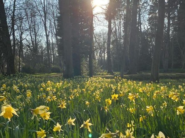 ...Also head to Evenley Wood Garden at 6:30am on April 23! Early spring is an excellent time to experience the world’s oldest wake-up call - the dawn chorus - and the beauty of bird song. This event offers listeners a truly memorable experience as the dawn chorus builds from the first cheep to a crescendo of birdsong. Followed by breakfast in the Pavilion. Booking required, £22.50 adult / child.