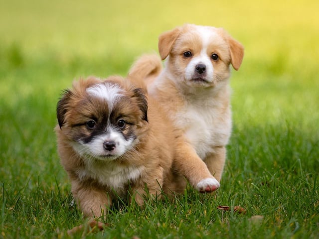 Two's company for these little cuties...