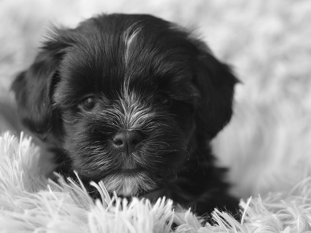 A tiny puppy - fluff within fluff