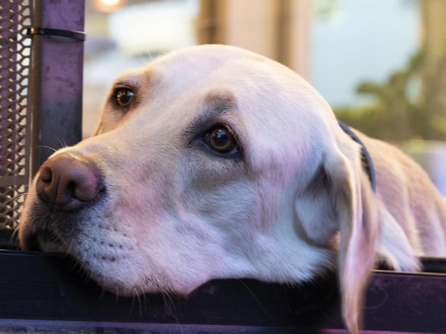 When will they take me for a walk....
