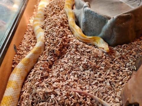 Is this your snake?