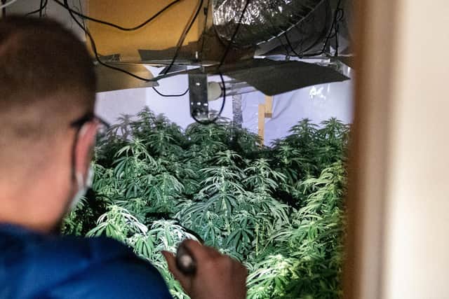 Inside the cannabis factory.