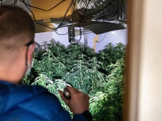 Inside the cannabis factory.