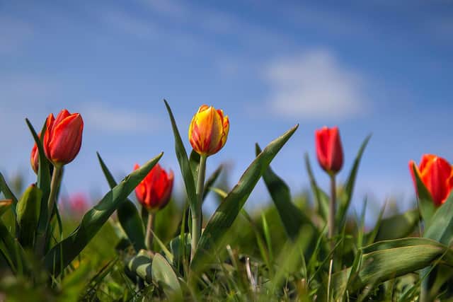 Pick your own tulips at Overstone Grange Farm on the A43 Kettering Road outside Northampton. Photo: Kirsty Edmonds