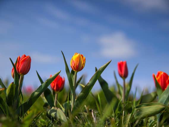 Pick your own tulips at Overstone Grange Farm on the A43 Kettering Road outside Northampton. Photo: Kirsty Edmonds