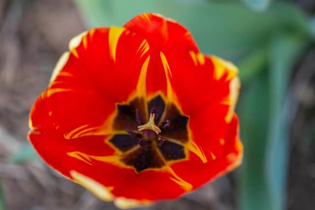 Pick your own tulips at Overstone Grange Farm on the A43 Kettering Road outside Northampton. Photo: Kirsty Edmonds