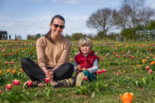 Pick your own tulips at Overstone Grange Farm on the A43 Kettering Road outside Northampton. Photo: Kirsty Edmonds