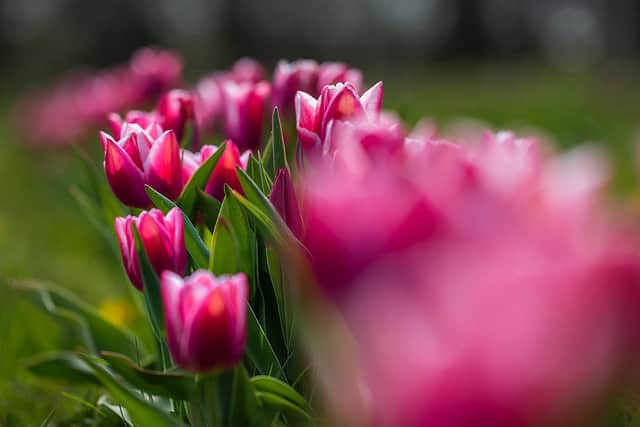 Pick your own tulips at Overstone Grange Farm on the A43 Kettering Road outside Northampton. Photo: Kirsty Edmonds