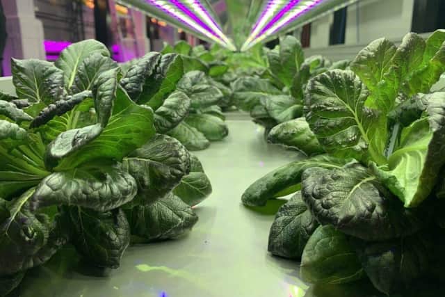 Syan Farms grows lettuce on futuristic indoor shelves under LED lights with no soil or pesticides, said to be 'beyond organic'