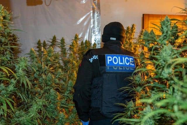 Police arrested Lavdrim Lleshi as he attempted to escape through the window of a cannabis farm in Allen Road. File photo.