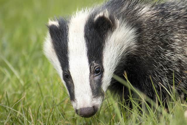 Badgers are thought to have returned to the housing development on Lancaster Way, Northampton