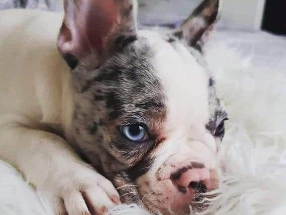 Winter, the French bulldog puppy.