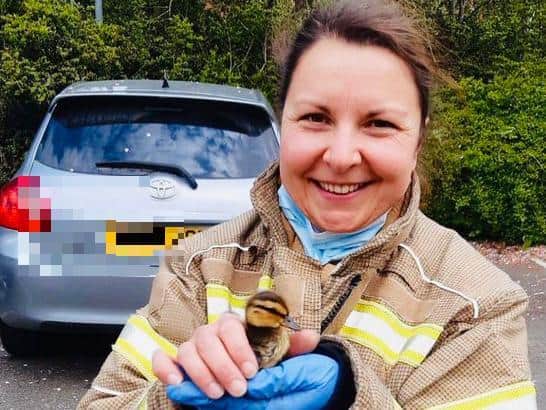 The rescued duckling gets a non-regulation firefighter's carry on his way to safety