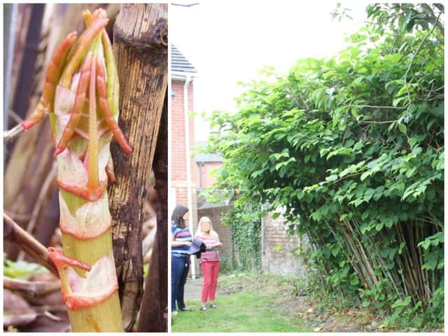Watch out for asparagus-like shoots in your garden — because it's Japanese knotweed and could wind up 3m tall