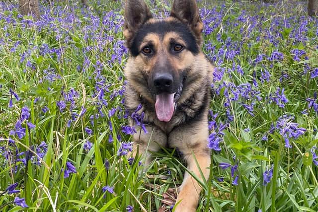 PD Bryn enjoying his off-duty walkies