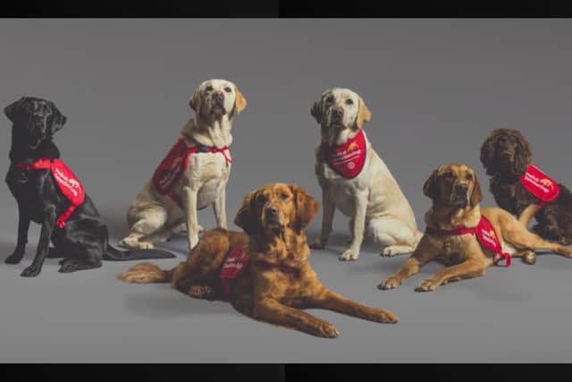 These six dogs have sniffed out Covid-19 cases with 94 percent accuracy, according to researchers