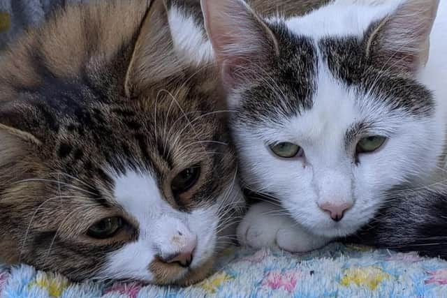 Frank (right) was adopted from the RSPCA last summer with his brother, Jasper (left).