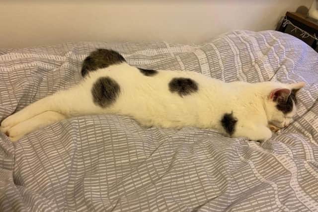 Frank is a white cat with very distinctive dark patches.