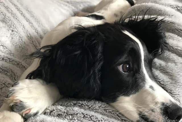 Northampton's Top Pet winner, Barney.