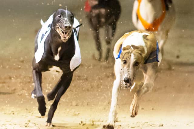 Greyhound racing at Towcester Racecourse. Picture: Towcester Racecourse
