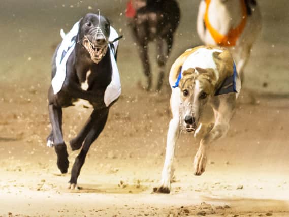 Greyhound racing at Towcester Racecourse. Picture: Towcester Racecourse