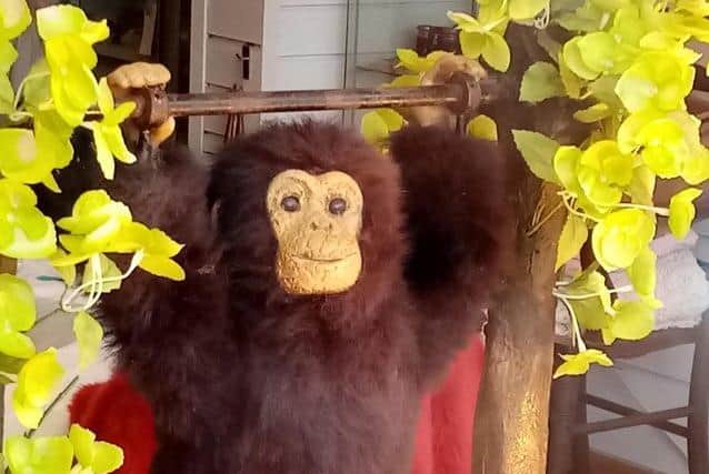 Countless people from Northampton will have fond memories of Charlie the Chimp, the tireless toy monkey who entertained passersby from the window of Gordon Scott Shoes.