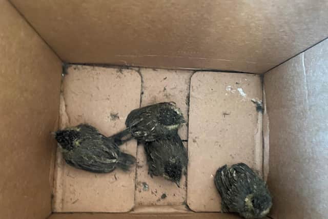 The four starling chicks were rescued after their nest dropped to the bottom of a metal post.