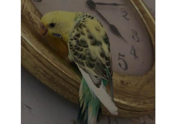 Buttercup the budgie has been on the loose for over a year, but his family still hold onto hope she will come home.
