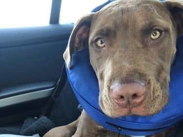 Hugo, pictured when recovering after his surgery