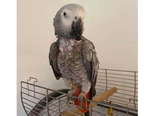 Northamptonshire detectives are hunting thieves who took Sky from her home on Friday