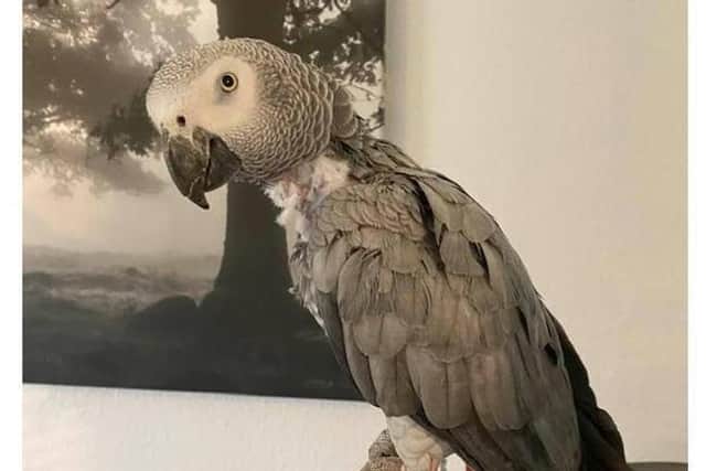 Sky's owner says the feisty African Grey "would not have gone quietly"