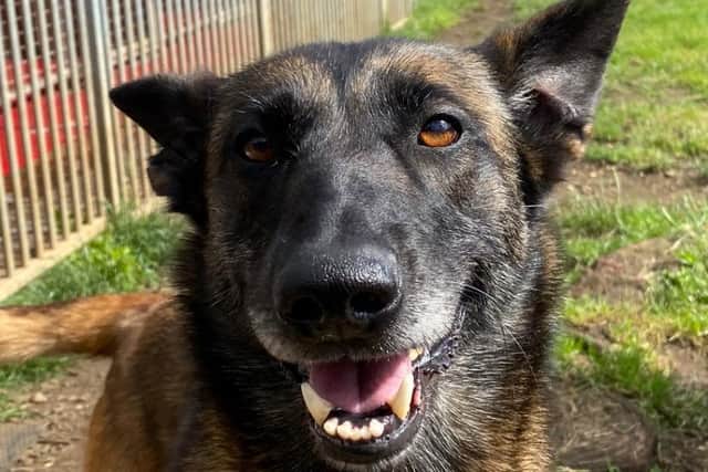 Three-year-old Tina was neglected by her previous owner.