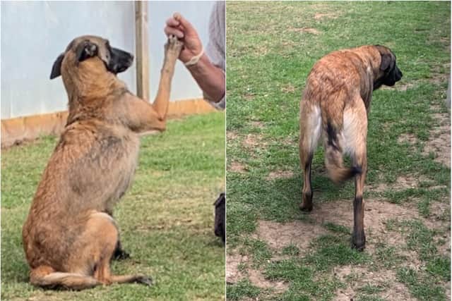 Tina was "terrified" when she first arrived at police kennels.