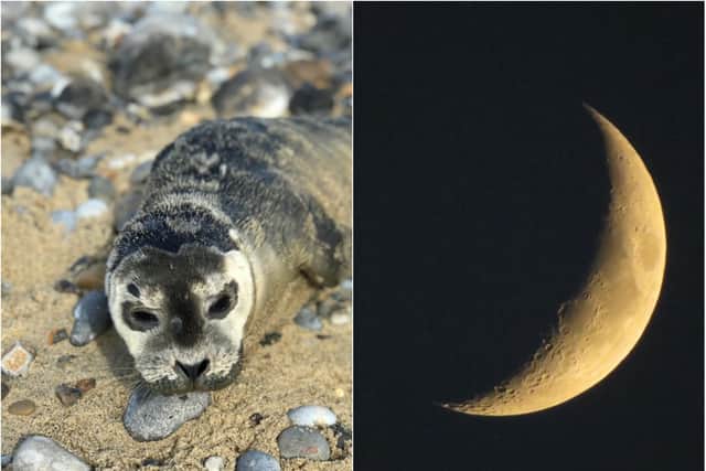 The winning shot (left) by Isabelle Davies, plus another submission (right).