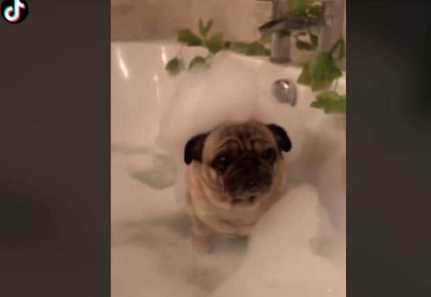 The most viewed video was of a grow a pug transition.