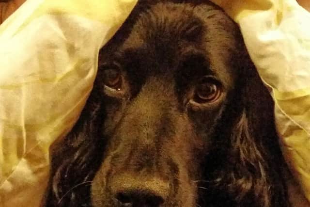Pet pooch, Lenny, under the duvet.