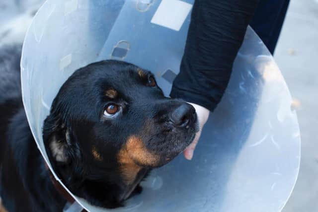 The RSPCA has launched a campaign to cut out animal cruelty.