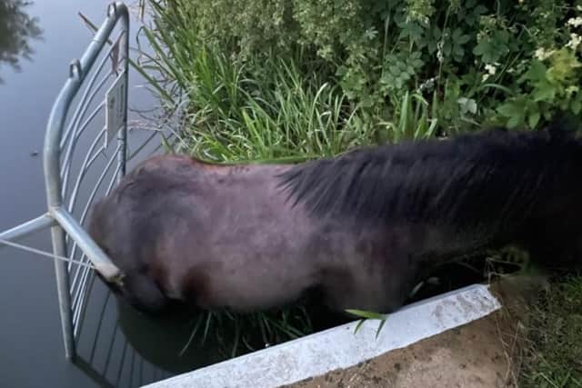 Firefighters rushed to this horse's rescue when it became stuck in a river.