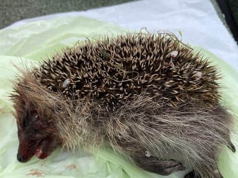 WARNING: Graphic content
The hedgehog was attacked in Rushden