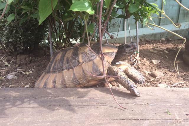 Missing: Harriet the tortoise.