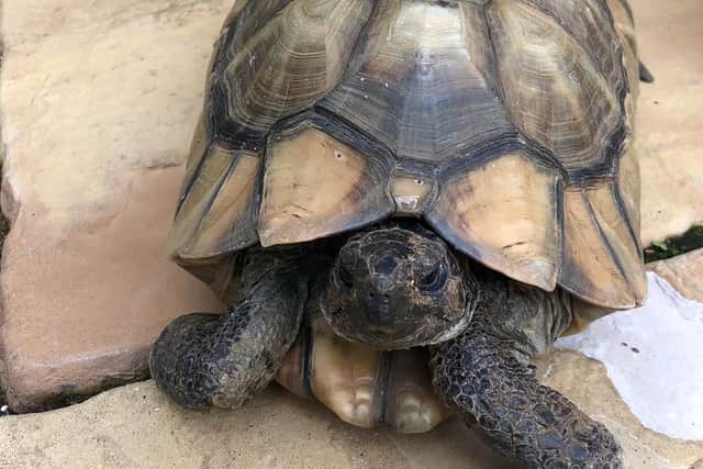 Missing: Harriet the tortoise.