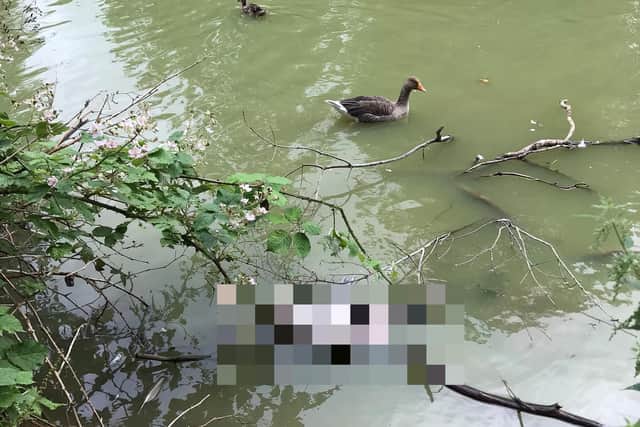 The young swan became caught in the fishing line, which proved to be fatal.