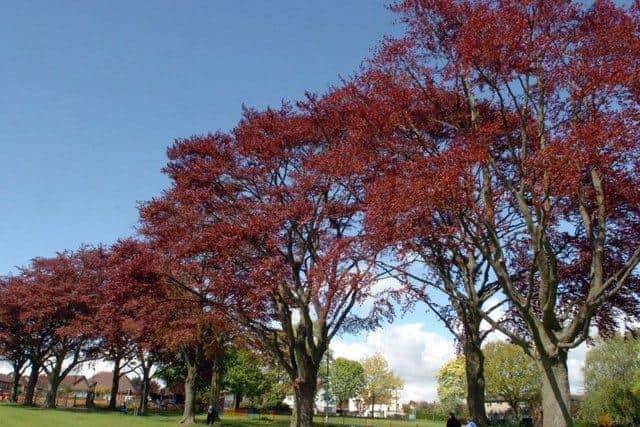 Bassett's Park.