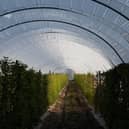Inside a polytunnel used for farming in Rochester, Kent. Photo: Getty Images