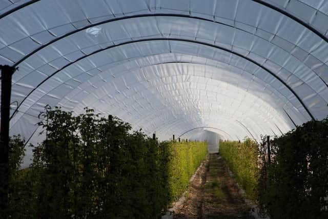 Inside a polytunnel used for farming in Rochester, Kent. Photo: Getty Images