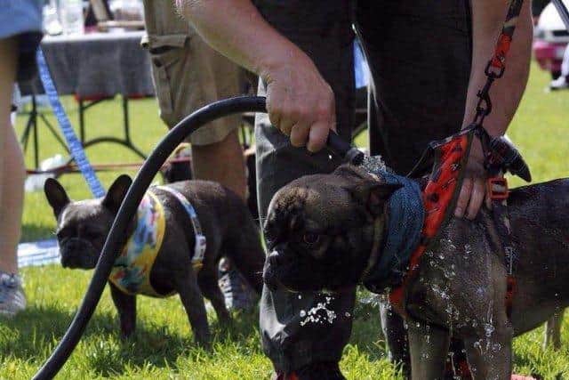 It's a fun day for all the family and the dogs.