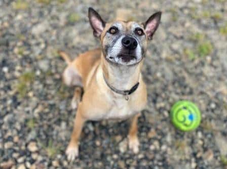 Tikka is a super girl who is very friendly and actually hugs you when meeting you.  She has a zest for life.  She knows basic commands and loves running and playing ball.  She is hugely loyal and listens well.  When meeting other dogs she can be over-enthusiastic.  She has epilepsy but this is controlled by lifelong medication.