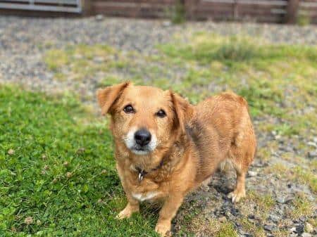Fudge is a quiet 8 yr old girl who just wants a quiet life and an owner to love.  She is dog-friendly and walks great on a lead.  She will take a little while to trust you.  She needs an adult-only home.