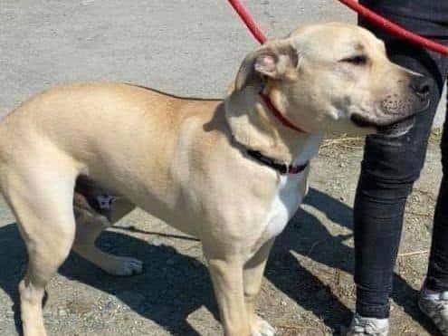 Teddy is a gorgeous 1 yr old boy.  He loves everyone he meets, and just wants to hug them.  He is a quick learner and knows basic commands – he sits for his food, which he loves!  He is dog-friendly and walks on a harness with no issues.  He loves to play with his toys.