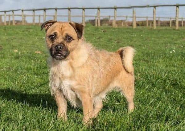 Chico is a 5 yr old Pug X JRT.  An experienced home is essential.  Chico loves to be out and about exploring so is looking for an active home.  His new family will need to be able to undertake ongoing training.  He cannot live with cats, and whilst he is good out walking with other dogs, a careful introduction to any dogs he would be sharing a confined area with is essential.  It has been noticed that on occasions he can be reactive towards some strangers.  He would be best suited to a quiet but active home without children.